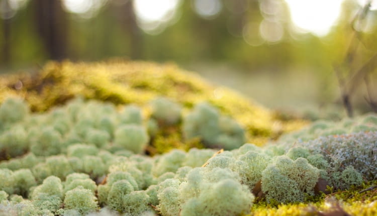 Chrobotek reniferowy