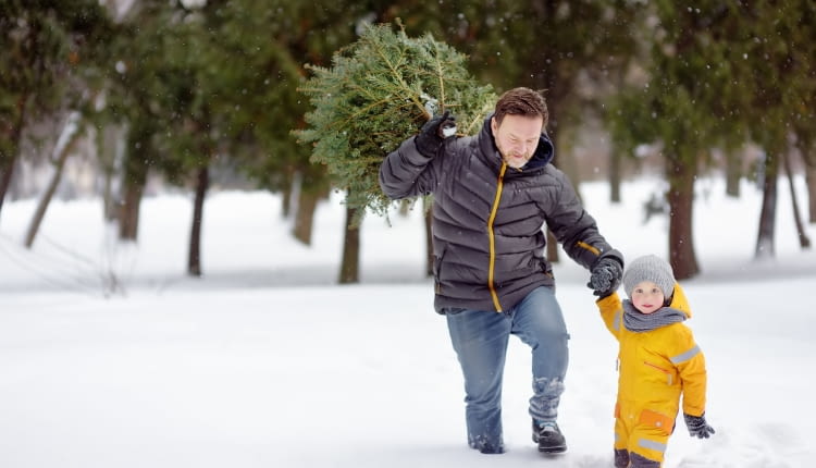 Wyprawa po drzewko świąteczne