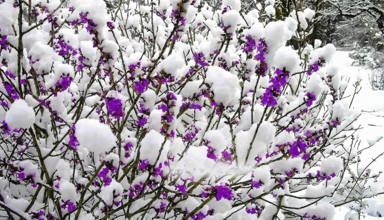 KRZEW - WAWRZYNEK WILCZELYKO , KWIATY FOT. TOMASZ CIESIELSKI PUBLIKACJA MAGNOLIA NR 3 (11) - 3 2013 SLOWA KLUCZOWE: ROSLINA KWIAT KRZEW ZDJĘCIE DO WKŁADKI: PUBLIKACJA MAGNOLIA NR 3 (11) - CZASOPISMA