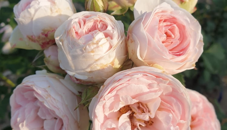 ‘Carissimo’ syn. ‘Najdroższy’, hod. Łukasz Rojewski