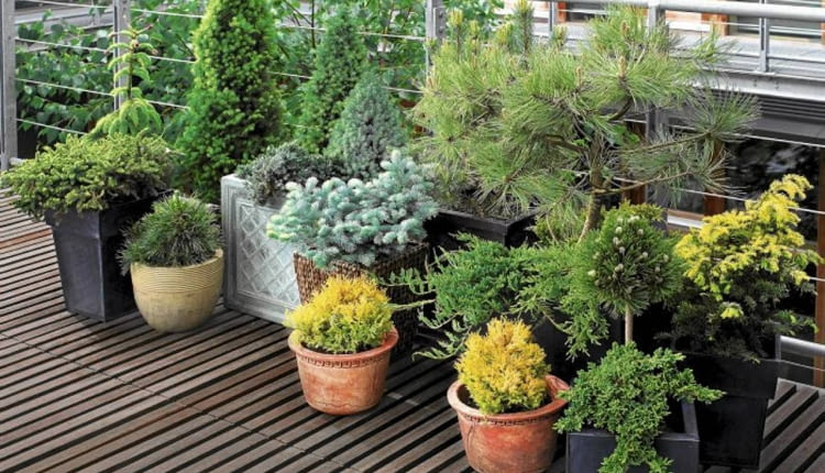 23.05.2006 WARSZAWA DLA CZTERY KATY BALKON , TARAS , ROSLINY ,IGLAK IGLAKI IGLASTE , KOMPOZYCJA STYLIZACJA ANETA KOSIBA FOT. LUKASZ ZANDECKI / AGENCJA GAZETA PUBLIKACJA KWIETNIK NR 10 (142) - 10.2006 SLOWA KLUCZOWE: ROSLINY