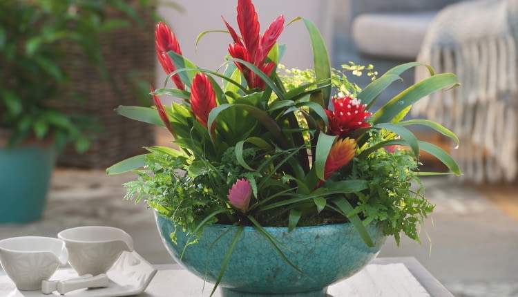 Bromelie i paprocie dobrze rosną we wspólnej misie - obie grupy roślin lubią rozproszone światło i wilgotne powietrze.