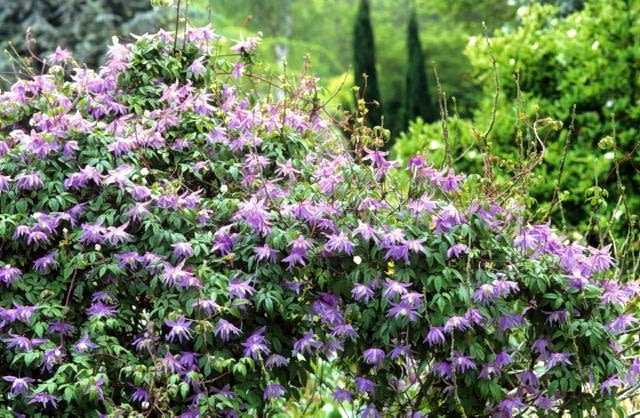 Powojniki, klematisy Clematis macropetala 'Floralia'scrambling over a Hibiscus - Glen Chantry, Essex