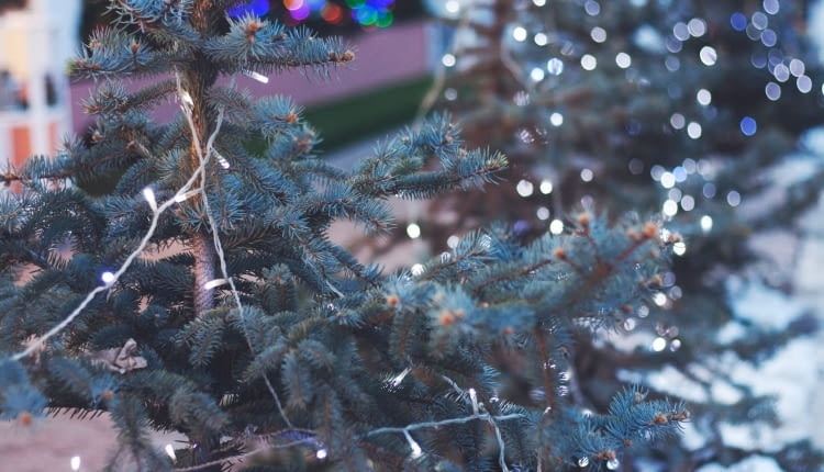 Choinki: Prawdziwe, czy sztuczne — które są lepsze dla planety?