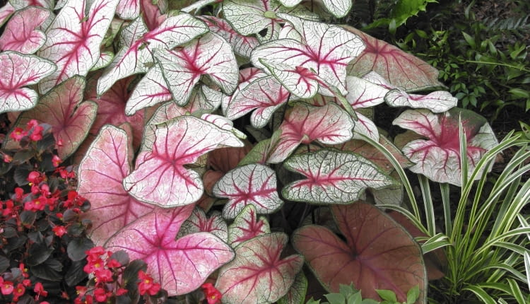 Barwy liści Kaladium mogą być różne nawet na jednej roślinie. Zależy to głównie od ilości światła, która do nich dociera. Na zdjęciu 'White Queen'