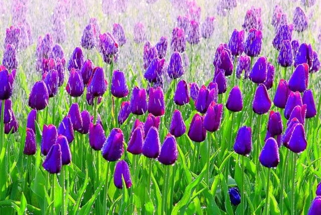 Tulipan 'Inge de Bruyn' kwitnie w połowie maja. Cebulki należy sadzić jesienią