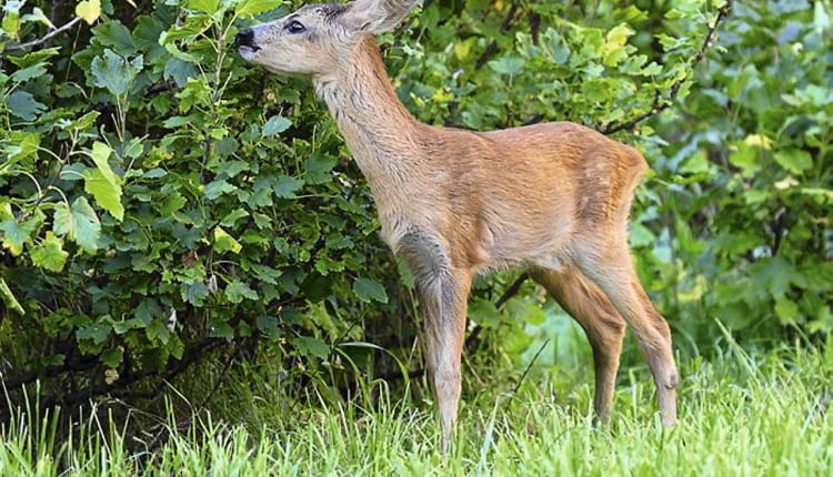 Do otwartych sadów zaglądają sarny. Aby ich nie otruć opryskami, warto stosować preparaty ekologiczne