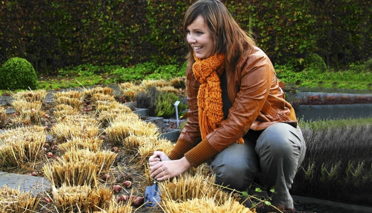 Październik w ogrodzie/ tulipany