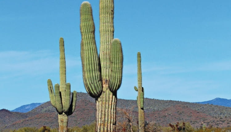 SAGUARO, czyli Carnegiea gigantea, to ogromny kaktus z pustyni Sonora objęty konwencją CITES.