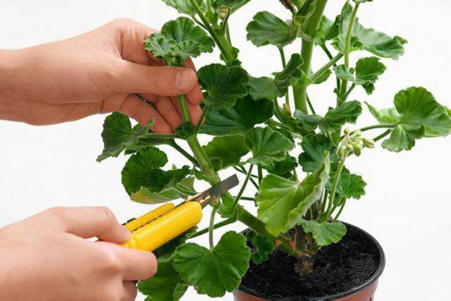 Przygotowujemy sadzonki pędowe z pelargonii.