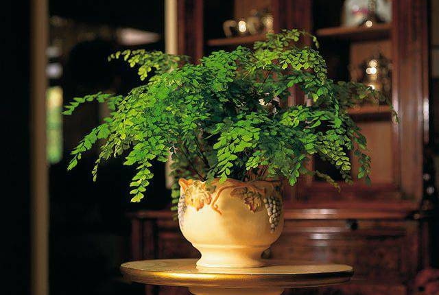 5.60E FOT. FLORA DANIA