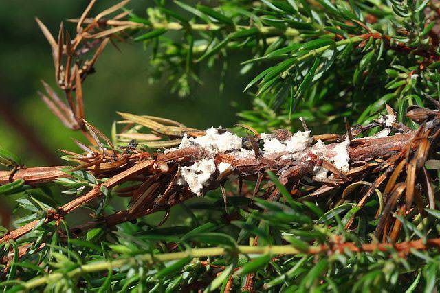 Tarczki mączystka jałowcowego okryte grubym białym nalotem