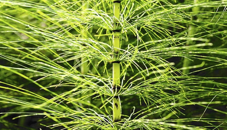 Skrzypy tworzą dwojakiego rodzaju pędy - na zdjęciu pędy letnie