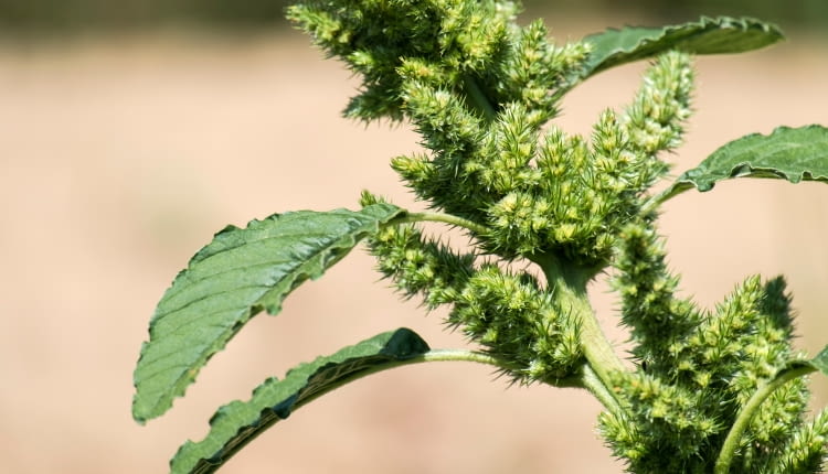 Szarłat szorstki (Amaranthus retroflexus),