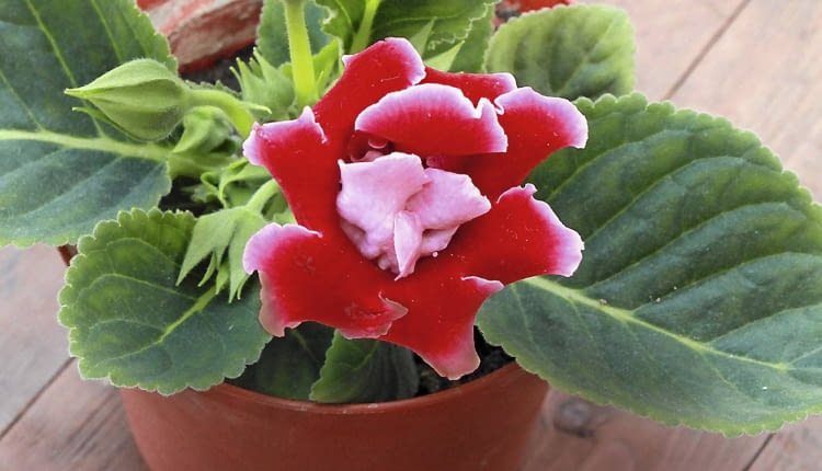 Syningii lepiej nie wynosić latem na balkon. Słońce i deszcze mogą zniszczyć liście i kwiaty.