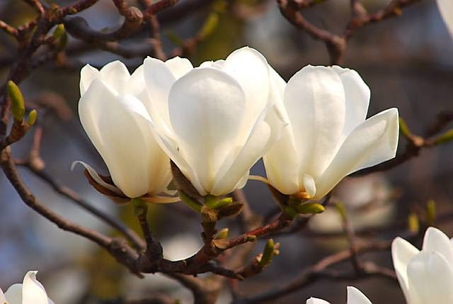 Magnolia naga jest 10-15-metrowym drzewem. Kwiaty pachnące cytryną ukazują się w kwietniu. W młodym wieku może przemarzać.