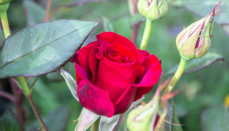 Jesienna pielęgnacja róż