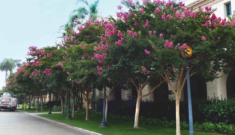 W KRAJACH o ciepłym klimacie kwitnące drzewa lagestremii zdobią ulice i parki.