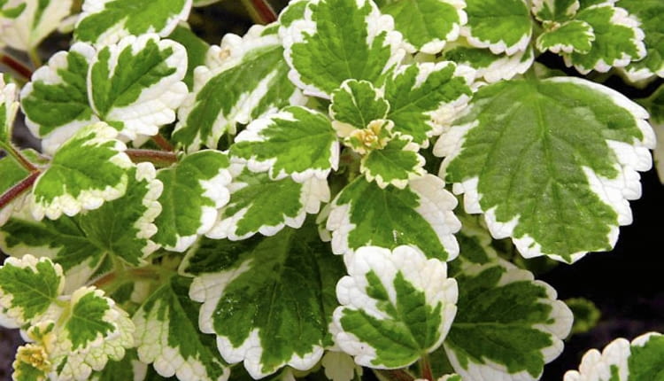 ROSLINY PLEKTRANTUS ' VARIEGATA ' PLECTRANTHUS COLEOIDES FOT. WIESLAW GAWRYS PUBLIKACJA KWIETNIK NR 5 (173) - 5 2009 PUBLIKACJA CZTERY KATY NR 6 (224) - 6 2010 SLOWA KLUCZOWE: ROSLINY ZDJĘCIE DO WKŁADKI: PUBLIKACJA KWIETNIK NR 5 (173) - CZASOPISMA