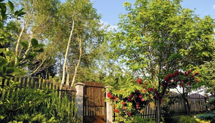 Drzewa przy ogrodzeniu