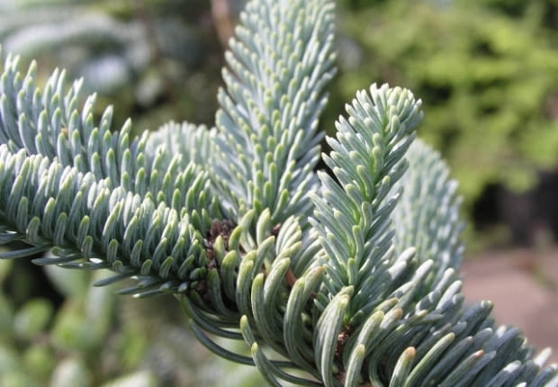 Jodła szlachetna 'Glauca'