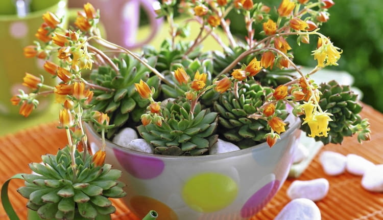 Echeveria in gepunkteter Glasschale und Metallgie?k nnchen, wei?e Kieselsteine SLOWA KLUCZOWE: 000 Balkon Echeveria GAP Portr t Schale Sommer Sukkulente Tisch Topf drau?en orange Farbe quer