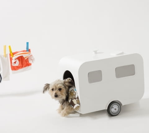 akcesoria dla zwierząt, design, projektanci