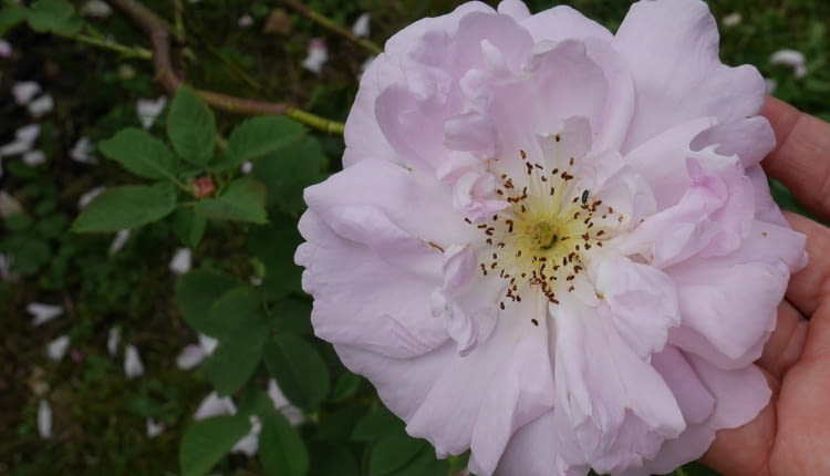 Róża biała 'Amelia '