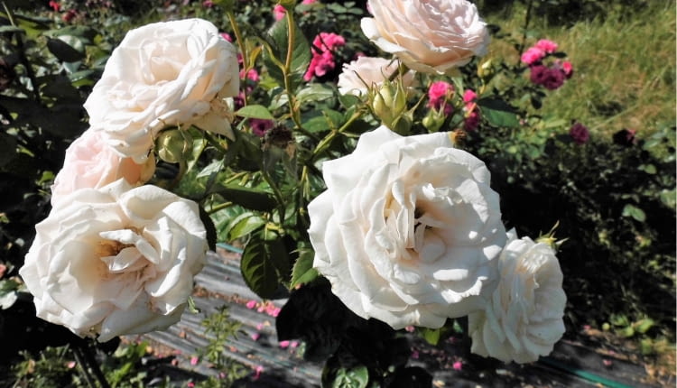 Róża rabatowa Madame Anisette