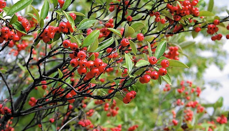 Aronia czerwonoowocowa