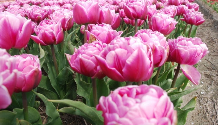 Tulipany