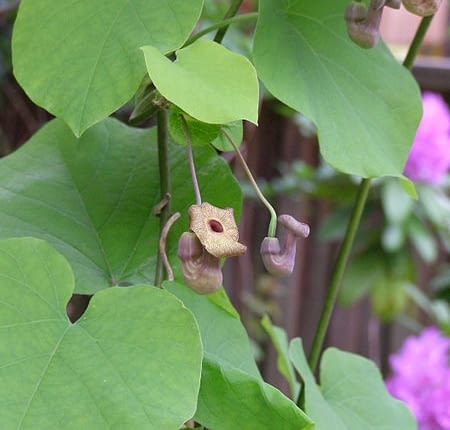 Kokornak wielkolistny (Aristolochia macrophylla). Pnącza