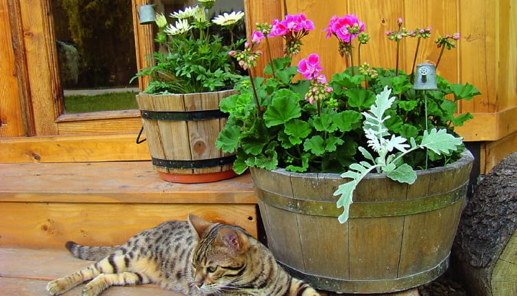 Davinci uwielbia wylegiwać się na drewnianych schodach przed altaną.