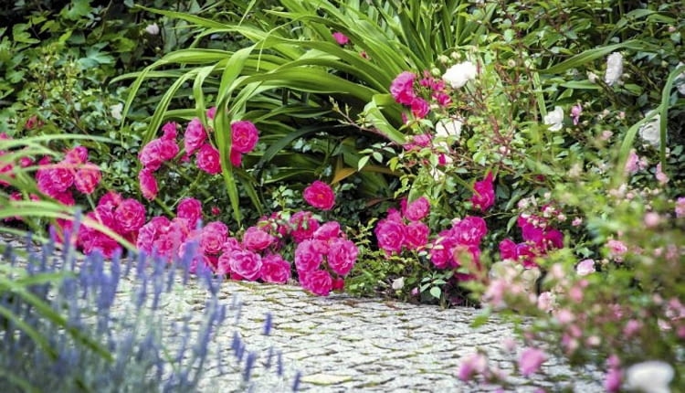hr-a SLOWA KLUCZOWE: Fairy Flower kwiat kwiaty poziom horizontal lovely róża roza rosa roses lato sumer cocer okrywowe pink różowy rozowy