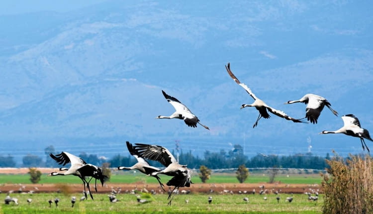 ŻURAWIE lecą w kluczach lub skośnych szeregach, wydając donośny głos zwany klangorem.