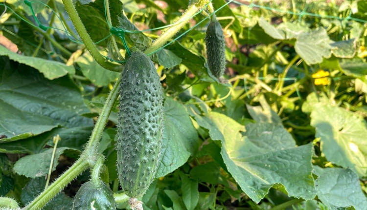 Podwiązywanie ogórków