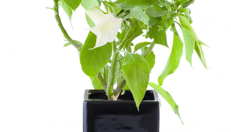 Brugmansia
