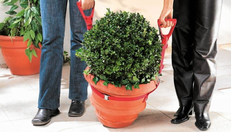 WYNOSZENIE CIĘŻKICH roślin ułatwią szelki zakładane na donicę.