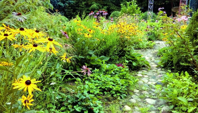 Spora część moich roślin to samosiejki, świetnie podkreślające wiejski charakter ogrodu.