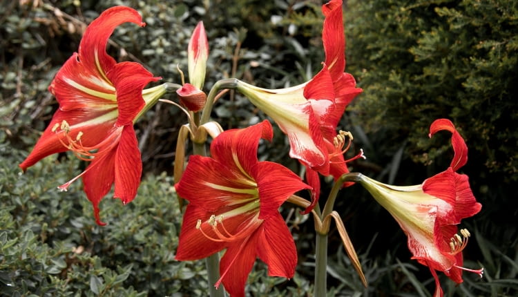 Hipeastrum
