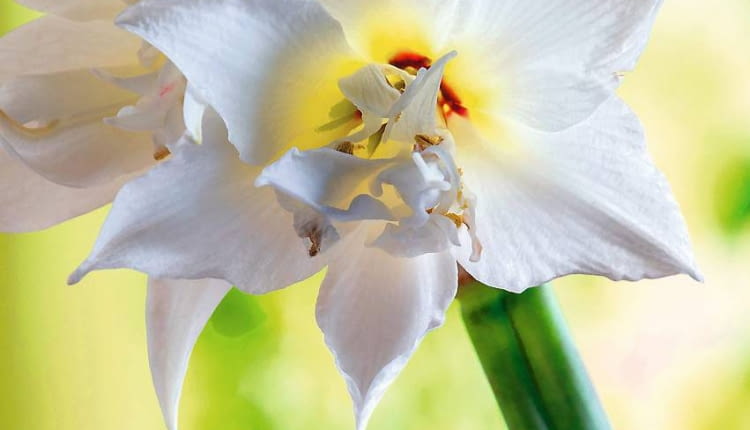 SLOWA KLUCZOWE: Budded Budding Buds Flower Flowers JEWEL Amaryllis Hippeastrum Blossom Nature Plant Red Blossoming Blooming Flowerhead Flower Cut Blossoms Close Up