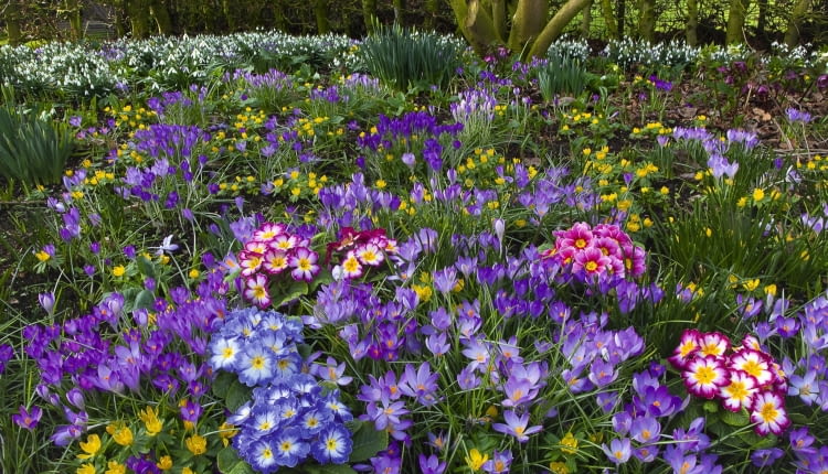 ]Spring Crocus Aconites Polyanthus and snowdrops flowering in Garden Setting Norfolk, February