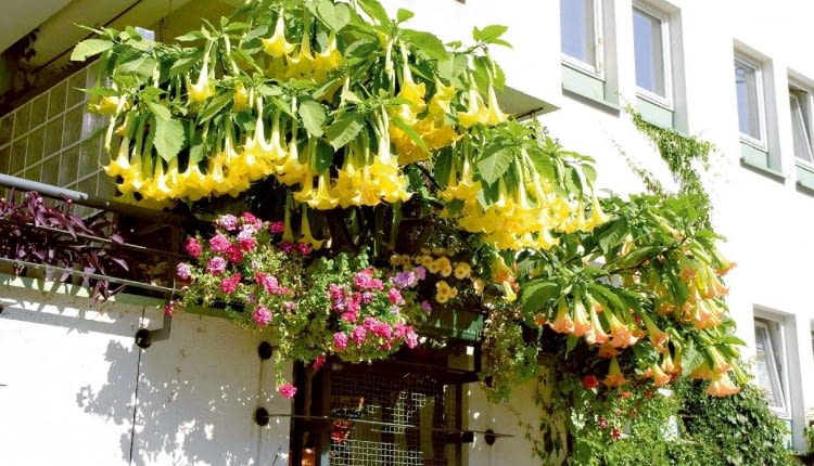 BALKON TARAS ROSLINY KWIATY BIELUN DATURASTYLIZACJA AGNIESZKA OSAK-REJMERFOT. SYLWESTER REJMERPUBLIKACJA CZTERY KATY NR 4 (198) - 4 2008 - BALKONY W KWIATACH