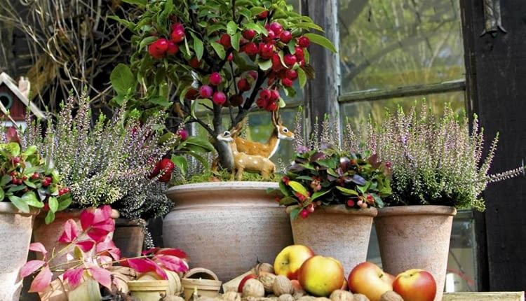 Balkon pełen jesiennych kwiatów - wrzosów, golterii, cyklamenów - może być piękny aż do zimy. Ale cyklameny, chryzantemy drobnokwiatowe i inne kwiaty wrażliwe na mróz lepiej przenosić na noc pod dach, żeby dłużej pozostały piękne