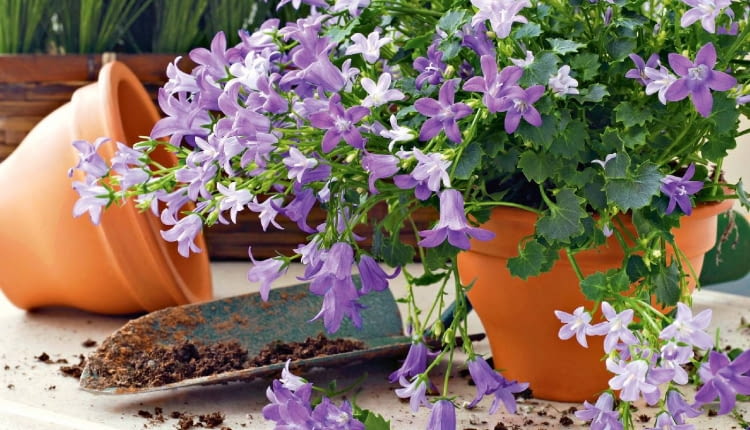 Dlaczego dzwonek blednie?