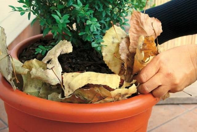 Liście to dobry materiał izolacyjny. Upychamy je pomiędzy donicą z rośliną a dodatkowym pojemnikiem.