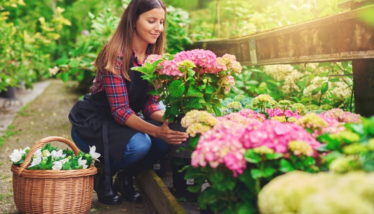 Przesadzanie hortensji