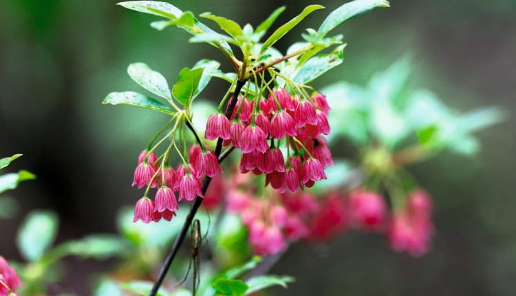 Enkianthus 'Red Velvet' SLOWA KLUCZOWE: wrzosowate