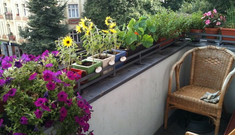 balkon, surfinie, słoneczniki