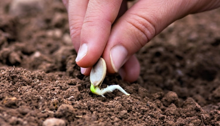 Siew podkiełkowanych nasion przyspiesza rozwój roślin (o ile warunki pogodowe na to pozwolą).
